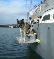 Grenada -cruising dog Jack who died from poisoning in Grenada