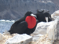 A black bird with a red spot on its chest called a frigate bird perching on some rocks