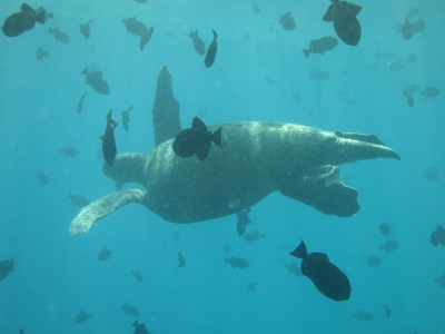 Green Turtle in Clearance Bay: © SY Flow