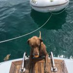 chloe the dog climbing out of the water onto the swim platform at the back of the boat using the swim ladder