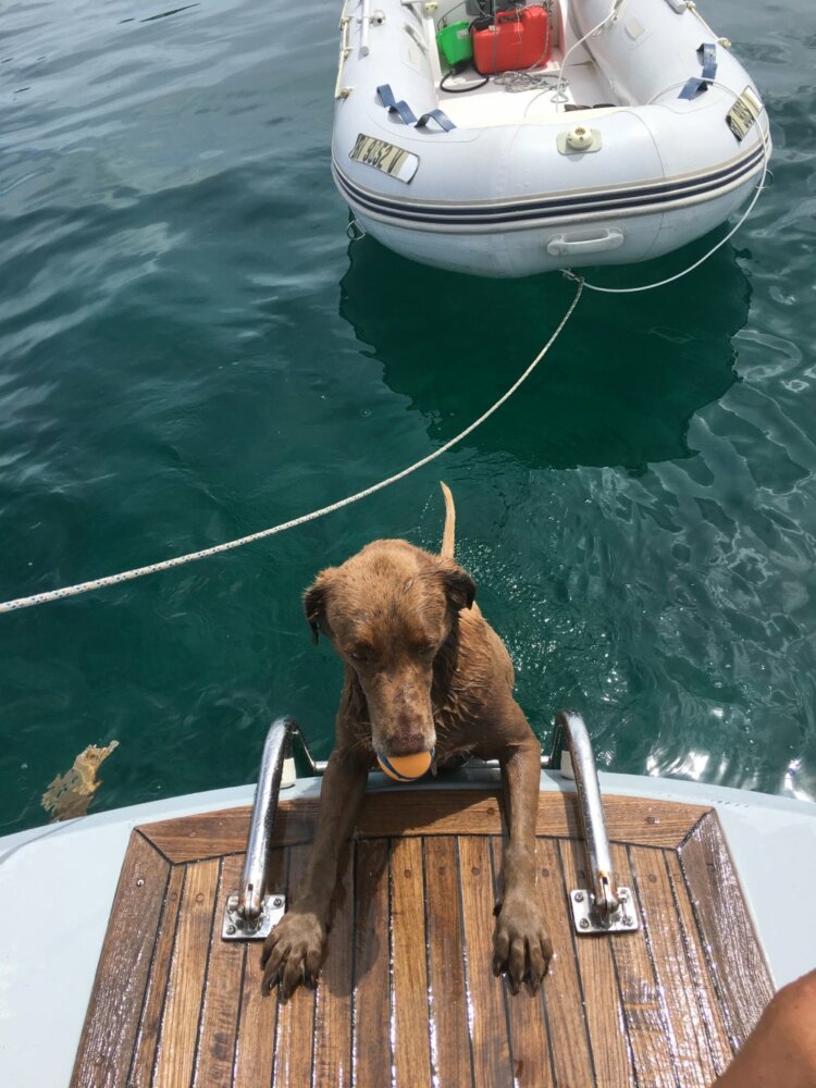 chloe the dog climbing out of the water onto the swim platform at the back of the boat using the swim ladder