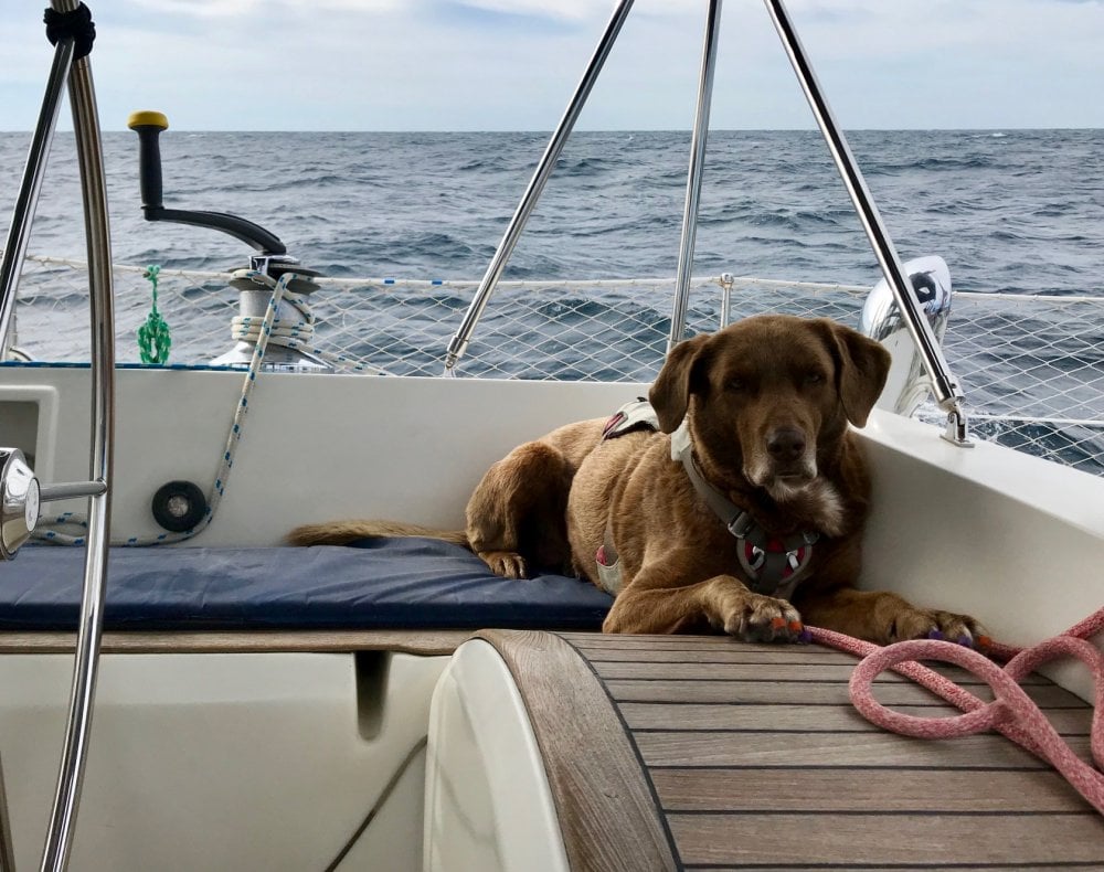 chloe the dog lying down in the cockpit on passage
