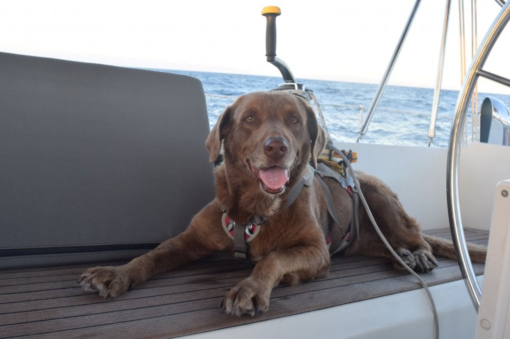 Chloe the dog in her harness tethered in the cockpit on passage lying on the cockpit seat