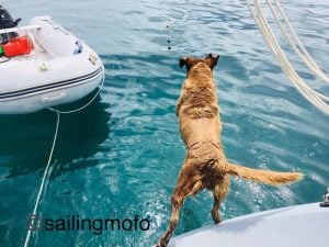 Chloe the dog jumping into the water from the swim platform at the back of the boat