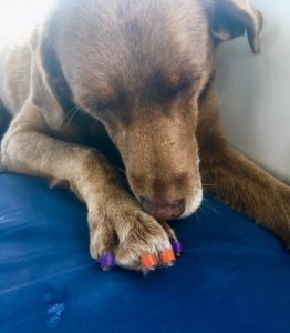Chloe the dog wit little brightly coloured rubber bands on her claws to act as grips and stop her slipping on deck