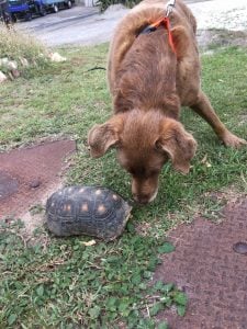 chloe the dog sniffing a tortoise on the grass