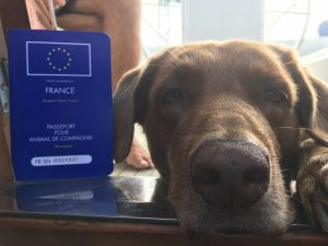 Chloe the dog with her pet passport - a blue book