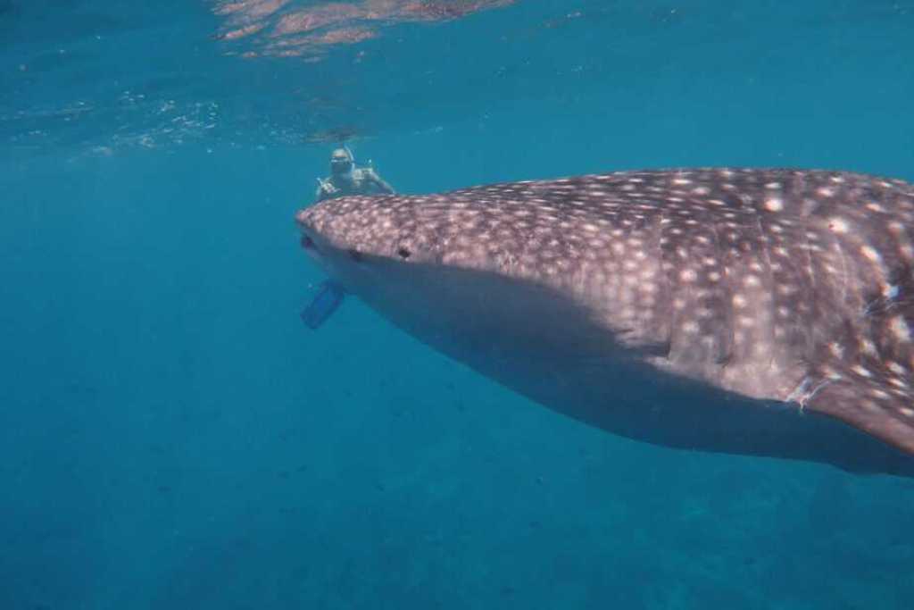 the head of a whale shark under water with a tiny person snorkeling just by their mouth