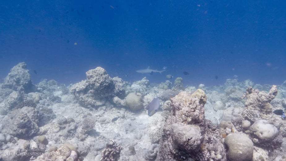 underwater shot of white bleached coral with a shark