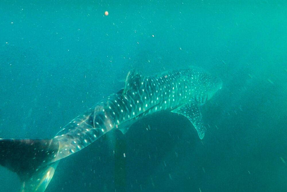 Looking down on the back of a whale shark with its distinctive spotty back in deep blue water