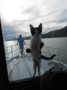 a black and white kitten standing up with his paws against the window of the boat and behind him the foredeck with a man in a blue shirt standing looking out