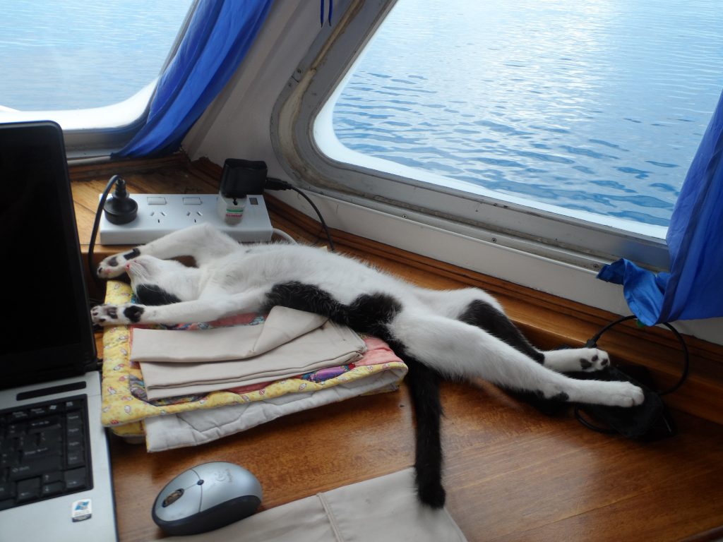 a black and white young cat stretched out on the area under the window on its back sunbathing