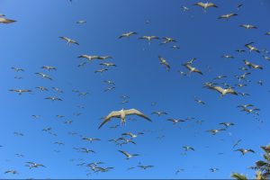 Flocks of Terns (Tara - Iti) in flight