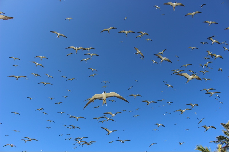 Flocks of Terns (Tara - Iti) in flight