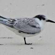 small black and white bird with a black beak and black cap on his head, grey body and black feet