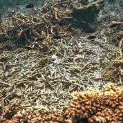 brown damaged coral all dead