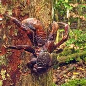 a large brown crab up a tree trunk
