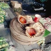 a market stall with large shells displayed to purchase