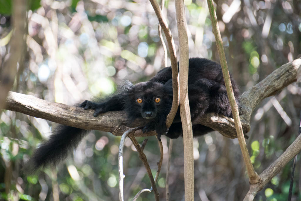 Madagascar Nosy Komba Lemur Starry Horizons Noonsite