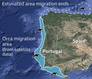 Orca Plan Of Migration Route Noonsite