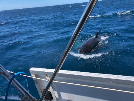 Orca in the water approaching the side of a yacht