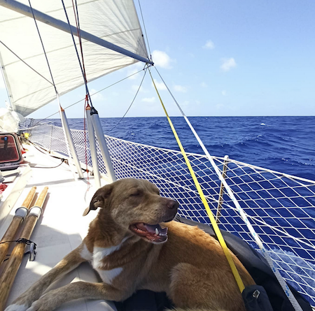 brown dog on the deck of a sailing boat